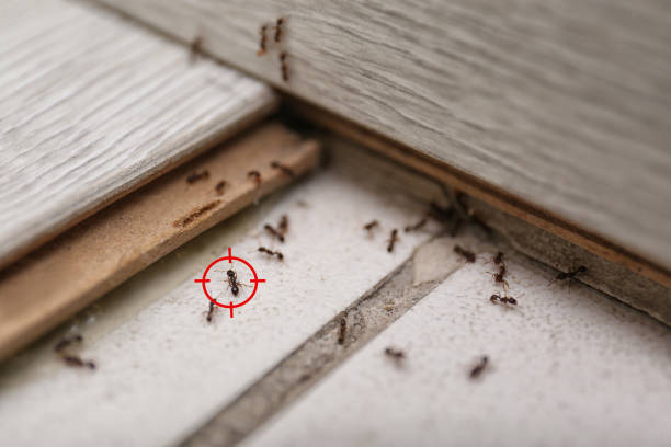 Best Flea Control Services  in Coldstream, OH